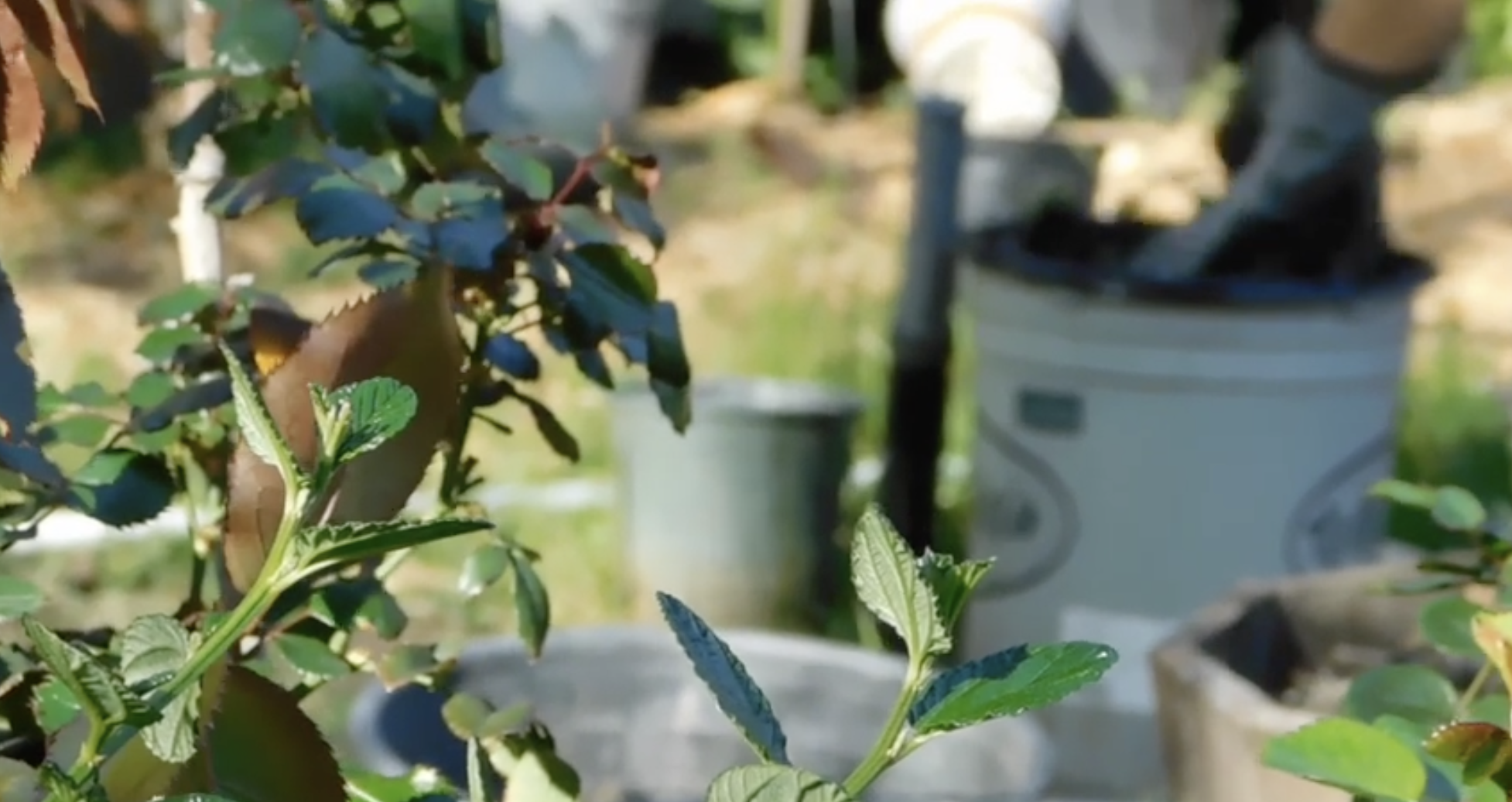 Wild Flower by Ellie Shen